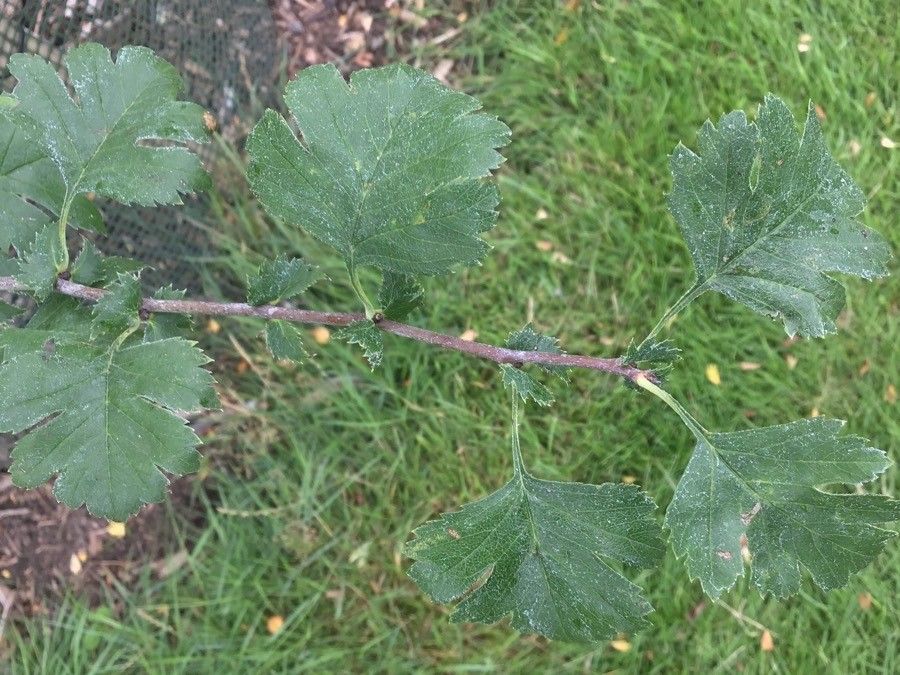 Crataegus opaca other