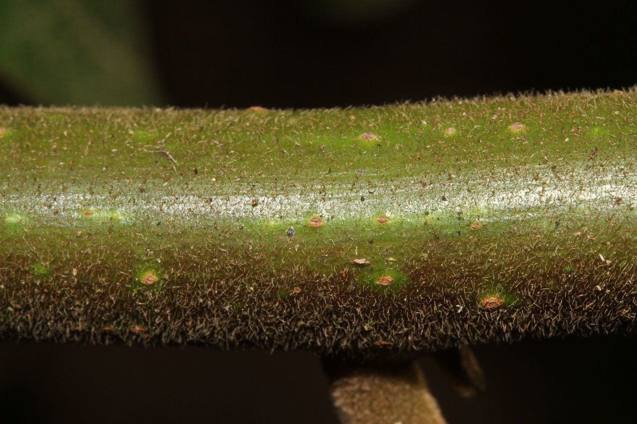 Litsea monopetala bark