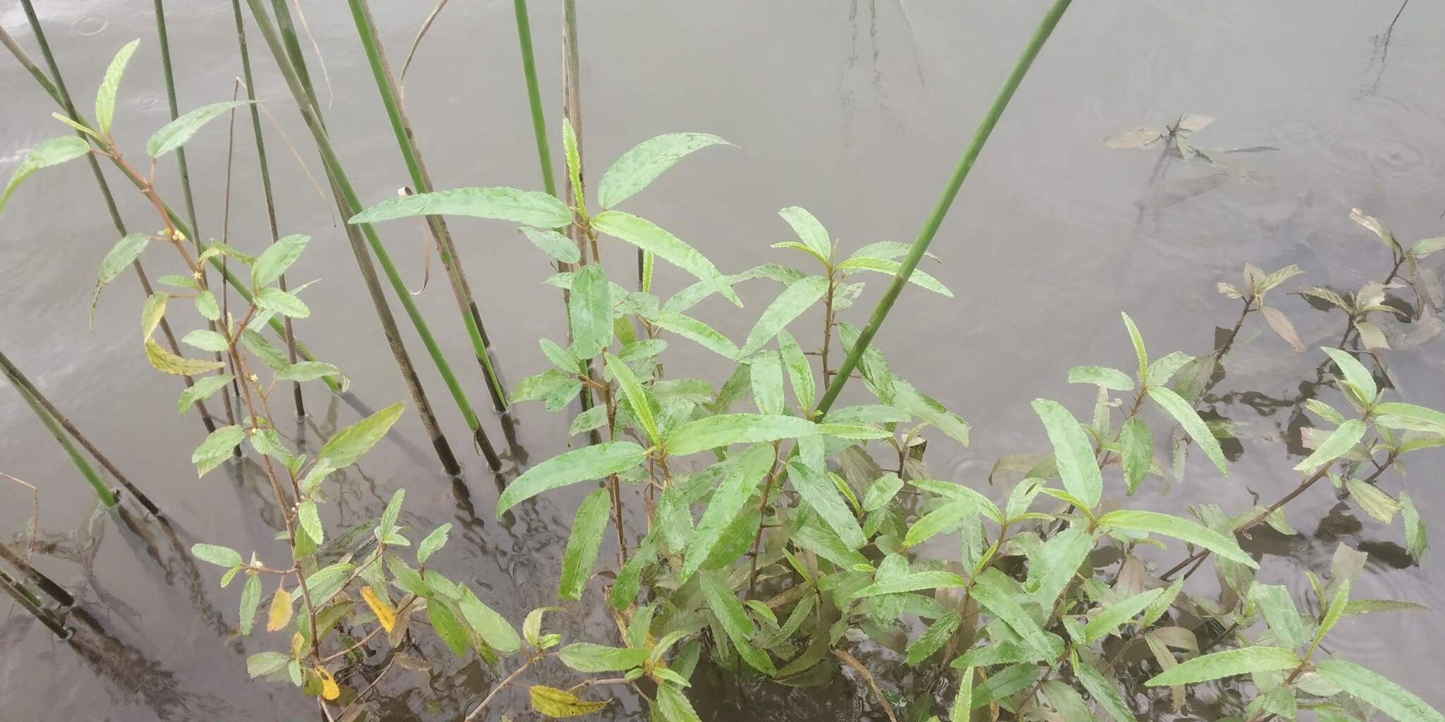 Corchorus fascicularis — related species from the same genus