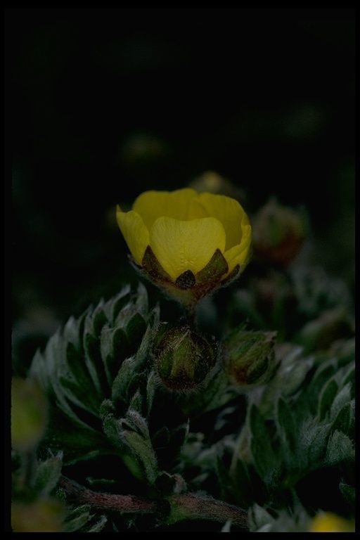 Potentilla morefieldii — search result for 'Potentilla'