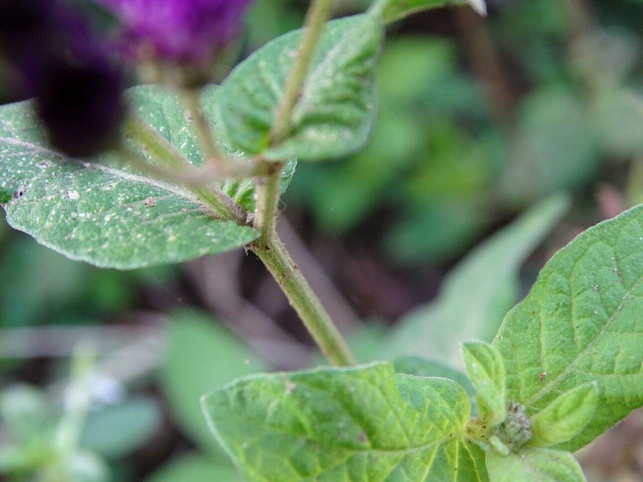 Gutenbergia cordifolia bark