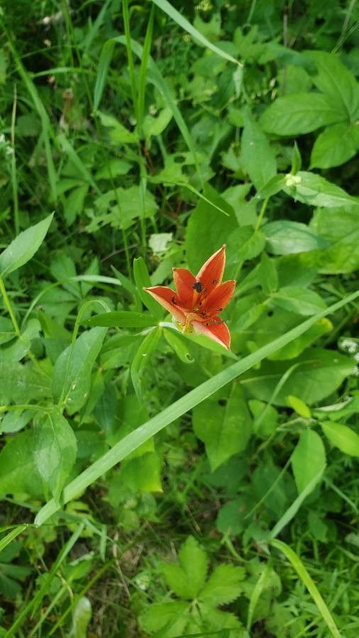 Lilium philadelphicum flower