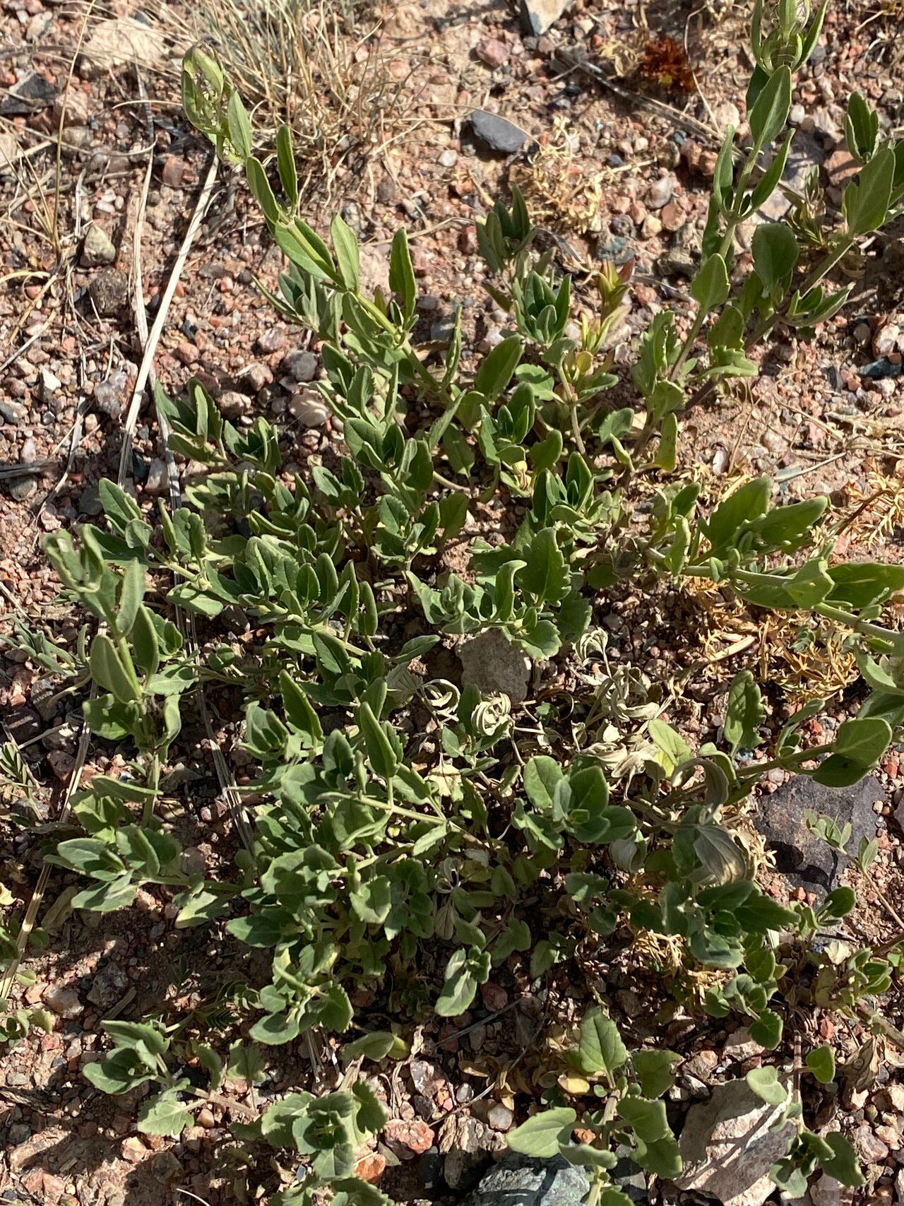 Penstemon hallii leaf