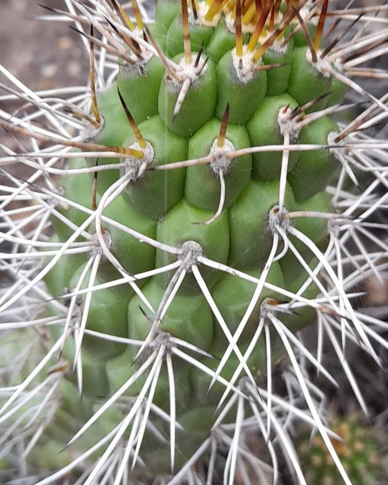 Soehrensia thelegona bark