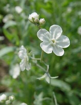 Iberodes linifolia flower