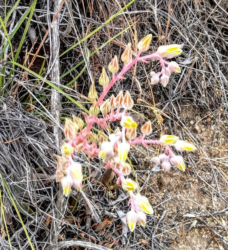 Dudleya caespitosa flower