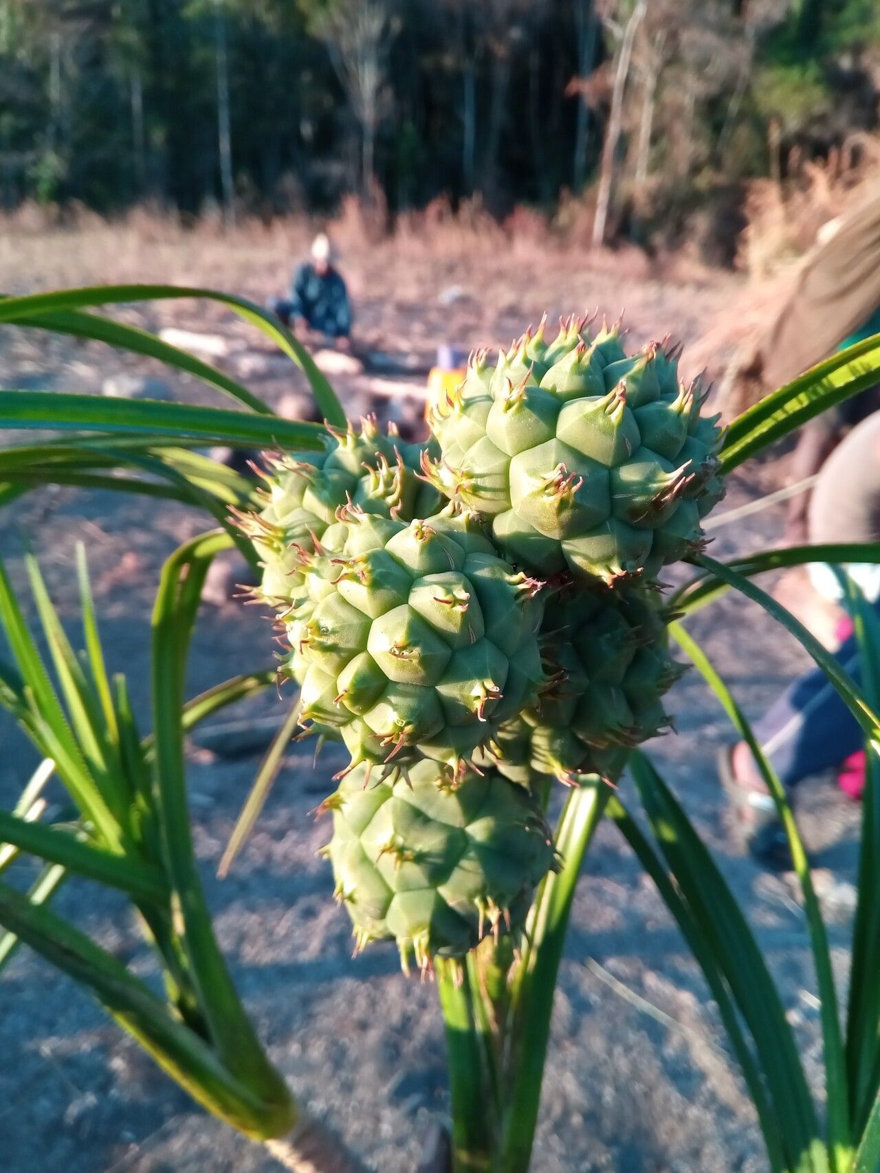 Pandanus andringitrensis fruit