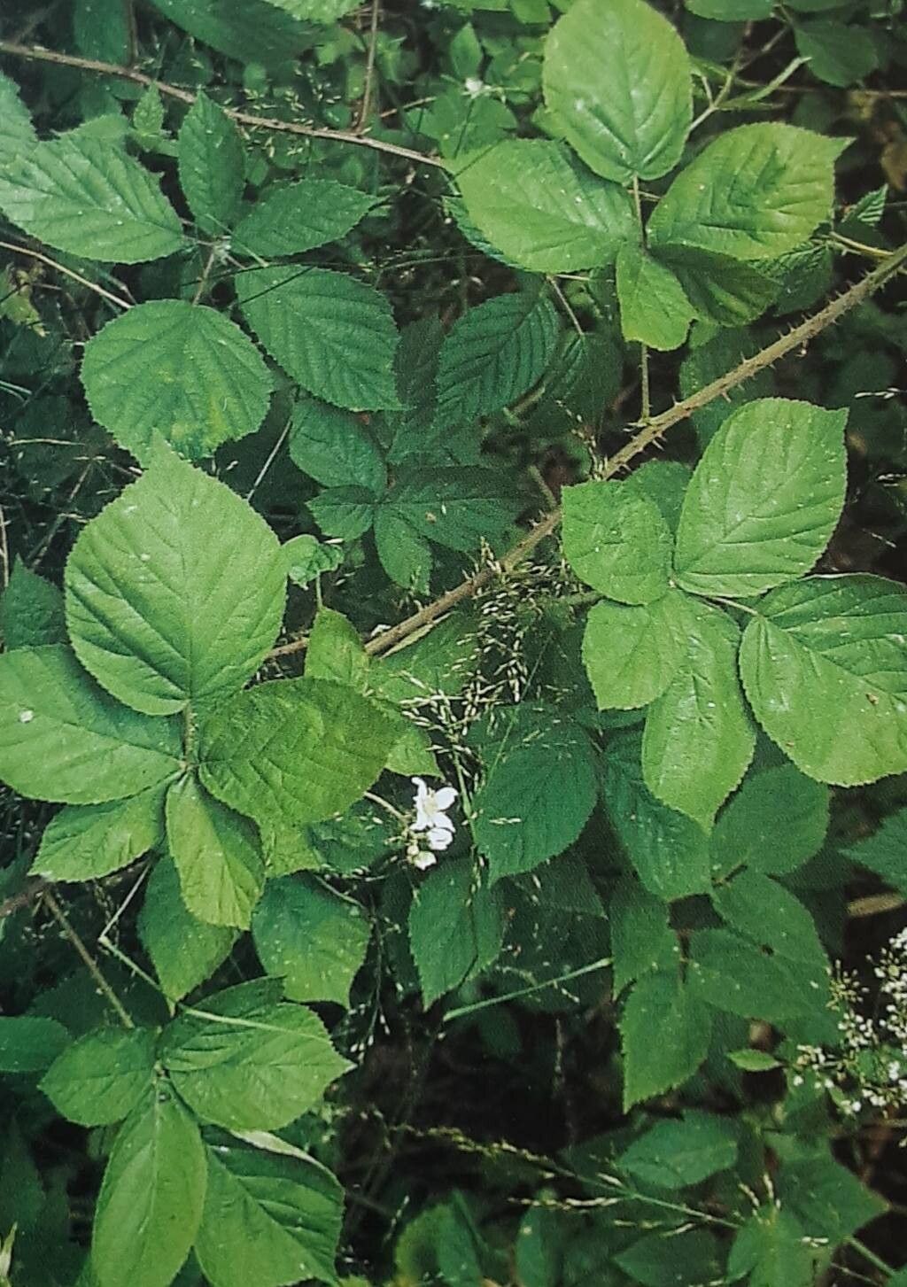 Rubus lamprocaulos — houseplant care guide