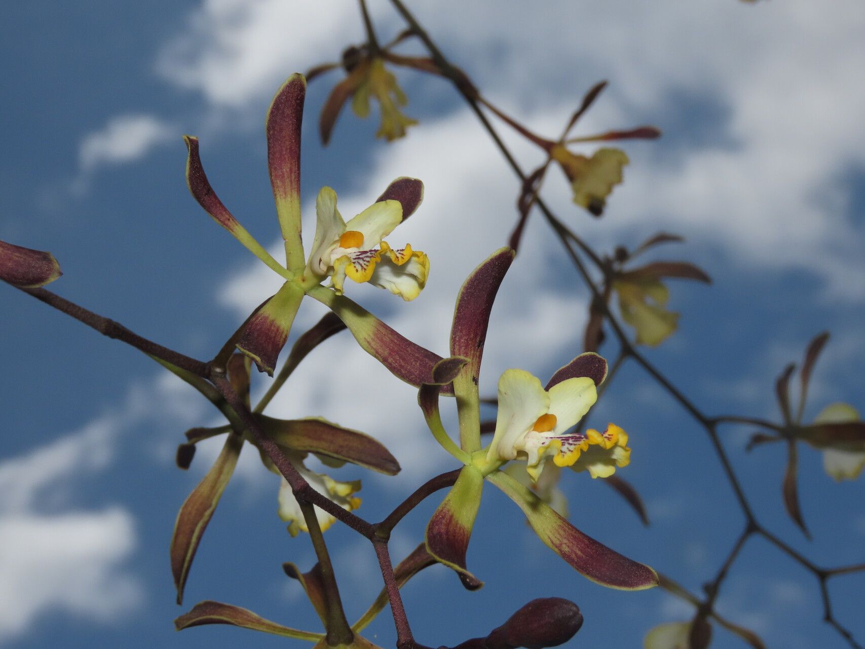 Encyclia alata flower