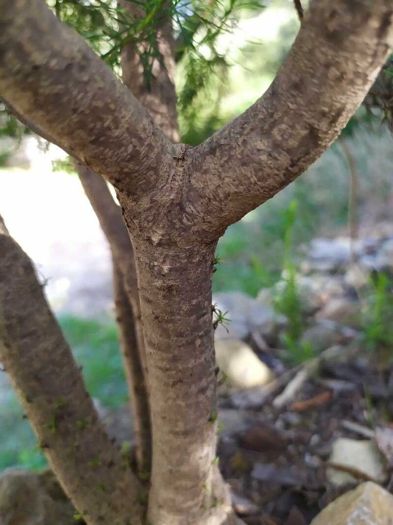 Euryops linearis bark