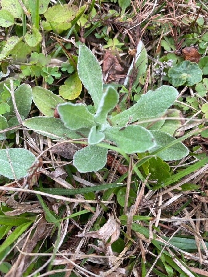 Antennaria parvifolia — search result for 'Antennaria'