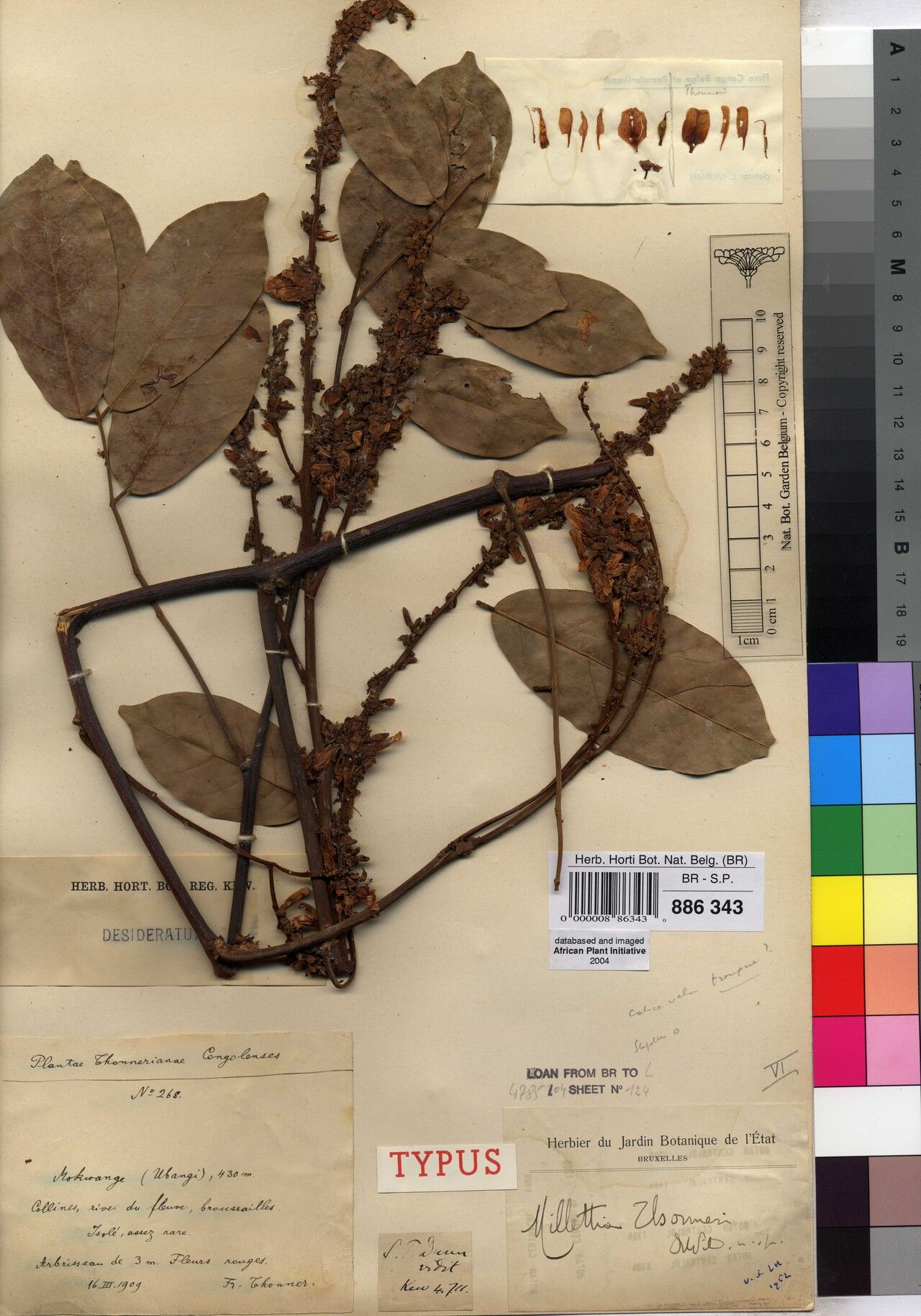 Millettia thonneri — houseplant care guide