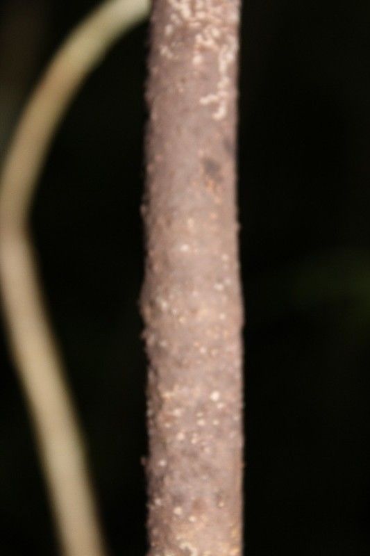 Tabernaemontana mauritiana bark