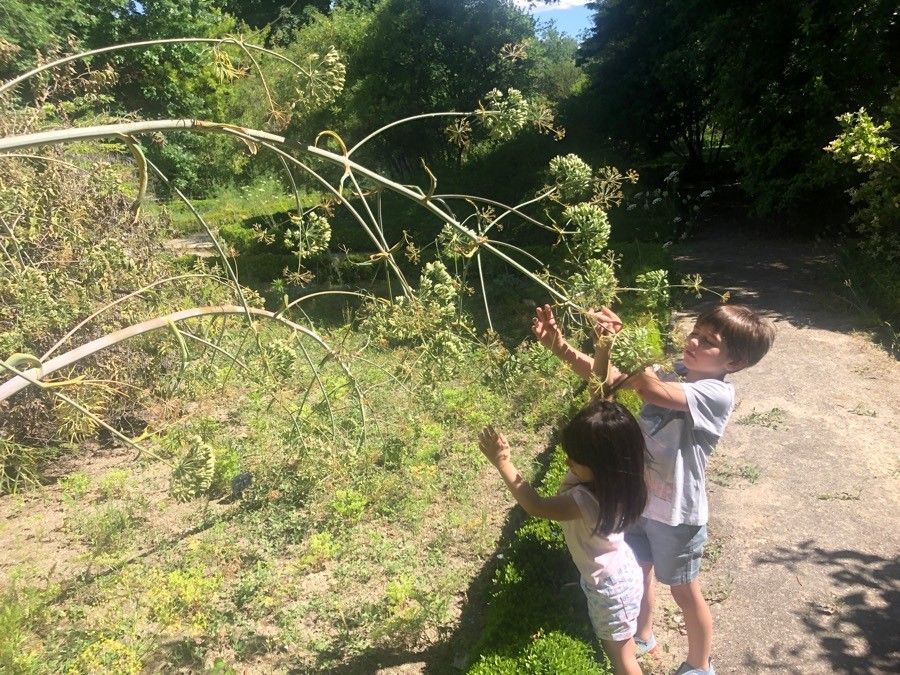 Ferula communis fruit