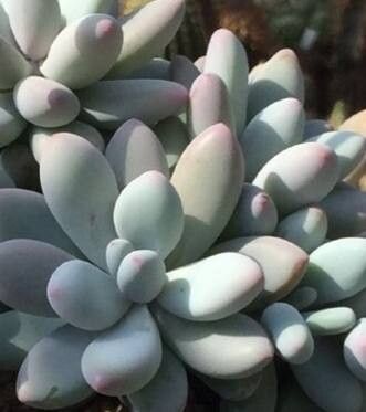 Pachyphytum brachetii leaf