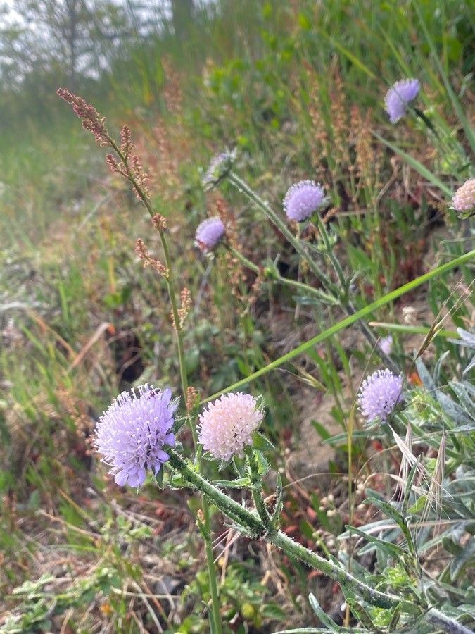 Lomelosia rutifolia flower