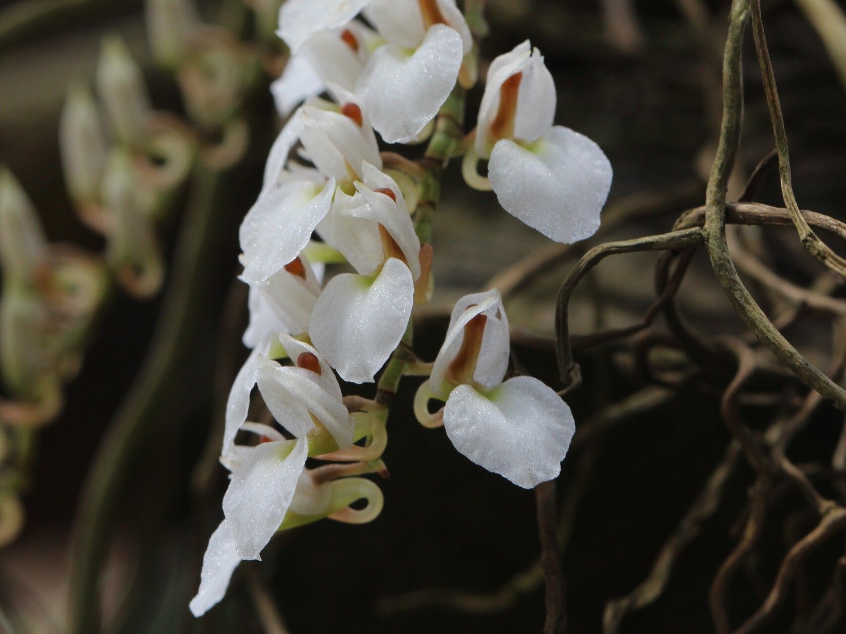 Microcoelia konduensis — houseplant care guide