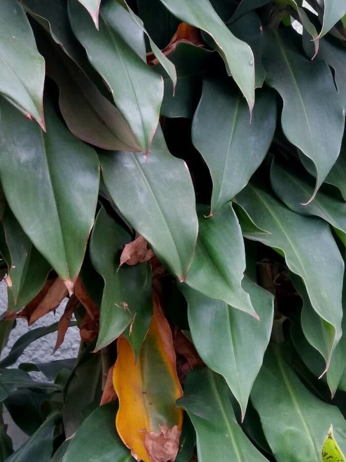 Costus barbatus leaf