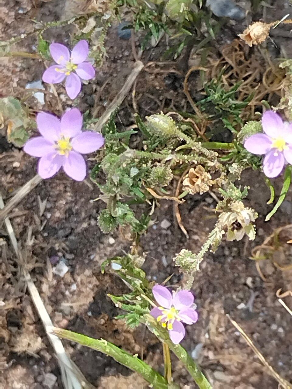 Spergularia rubra flower