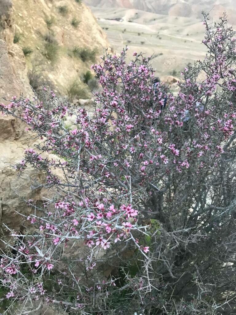 Prunus lycioides habit