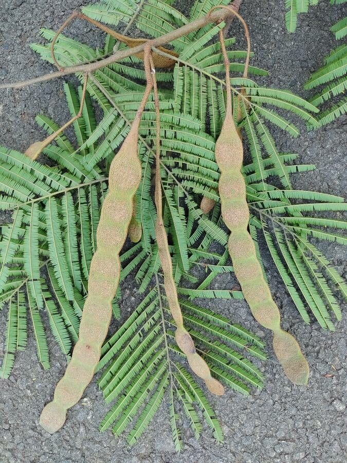 Anadenanthera peregrina fruit