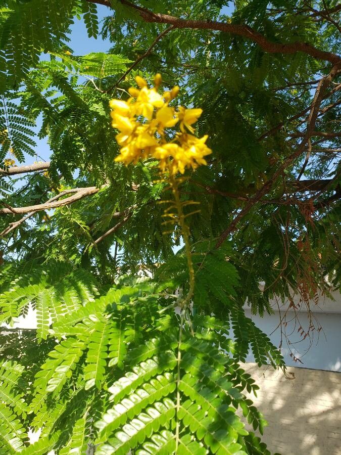 Peltophorum pterocarpum