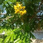 Peltophorum pterocarpum