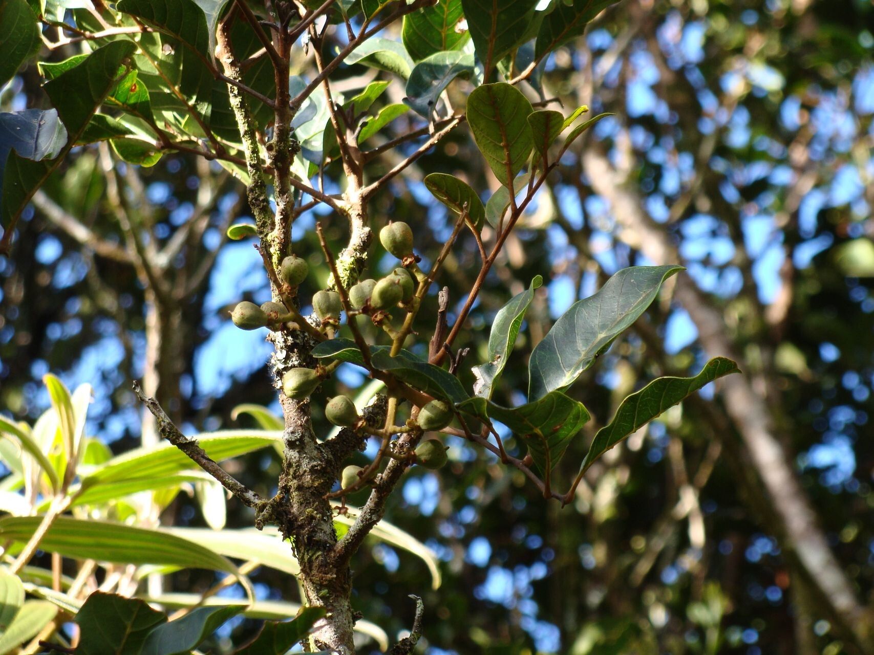 Cupaniopsis phalacrocarpa fruit