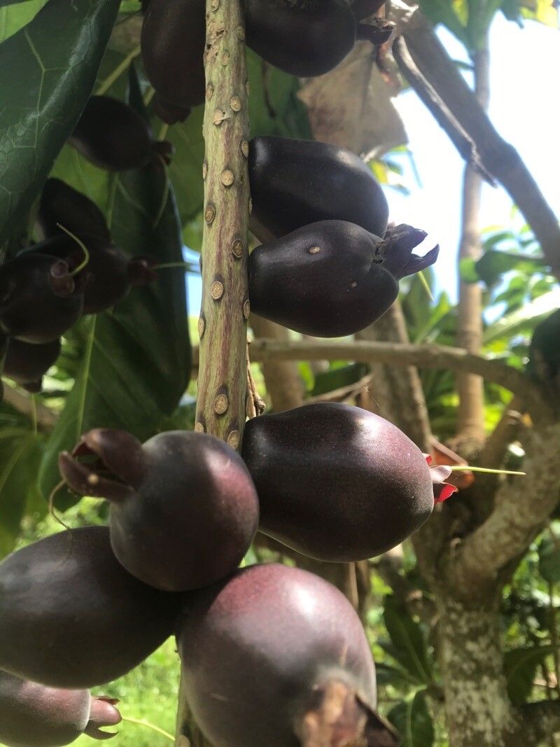 Barringtonia edulis fruit