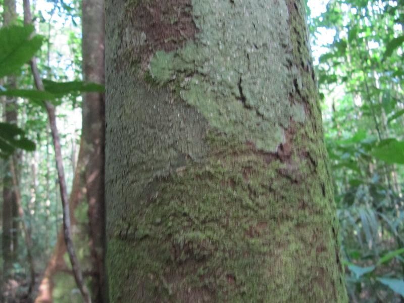 Xylopia excellens bark