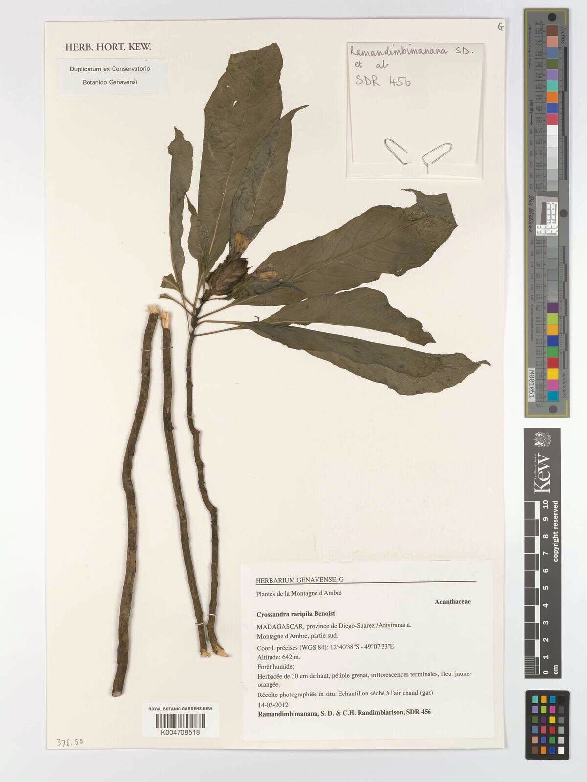 Crossandra raripila — search result for 'Crossandra'