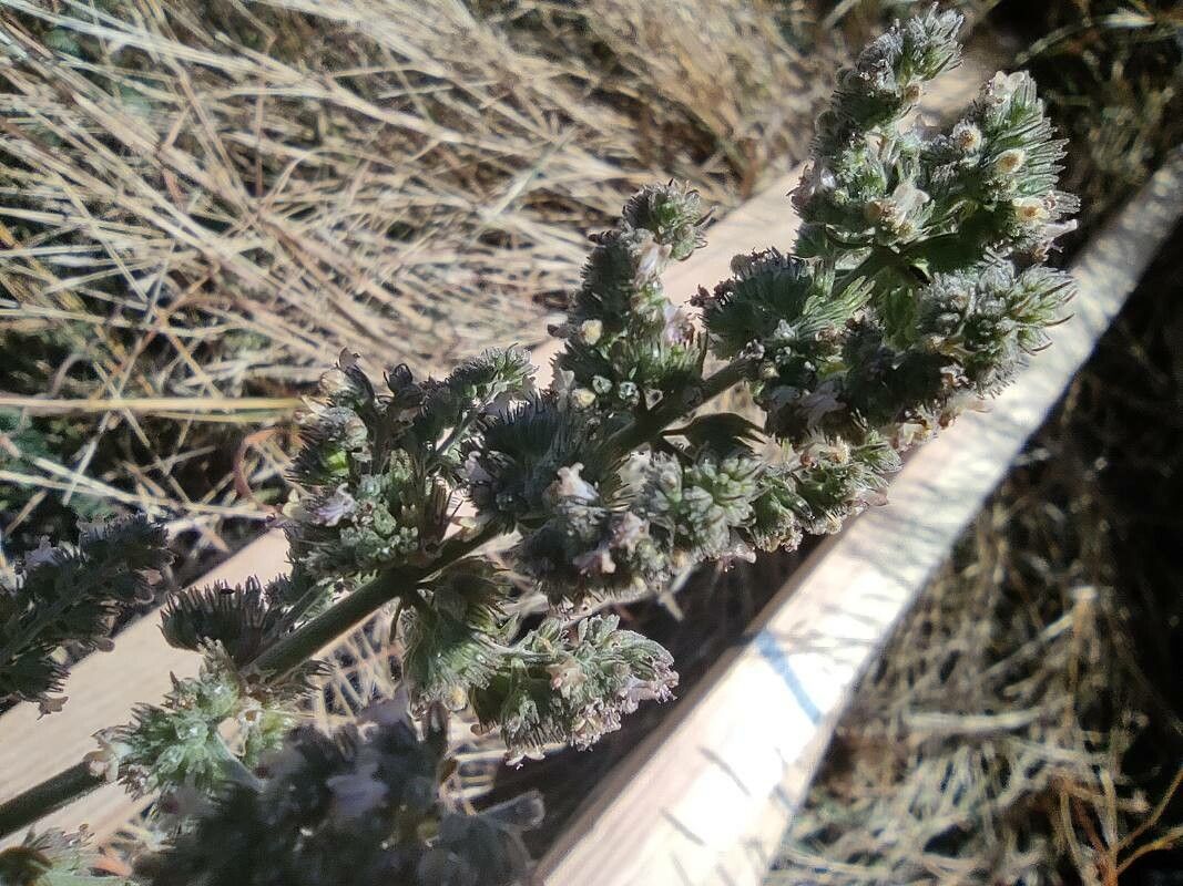 Mesosphaerum pectinatum flower