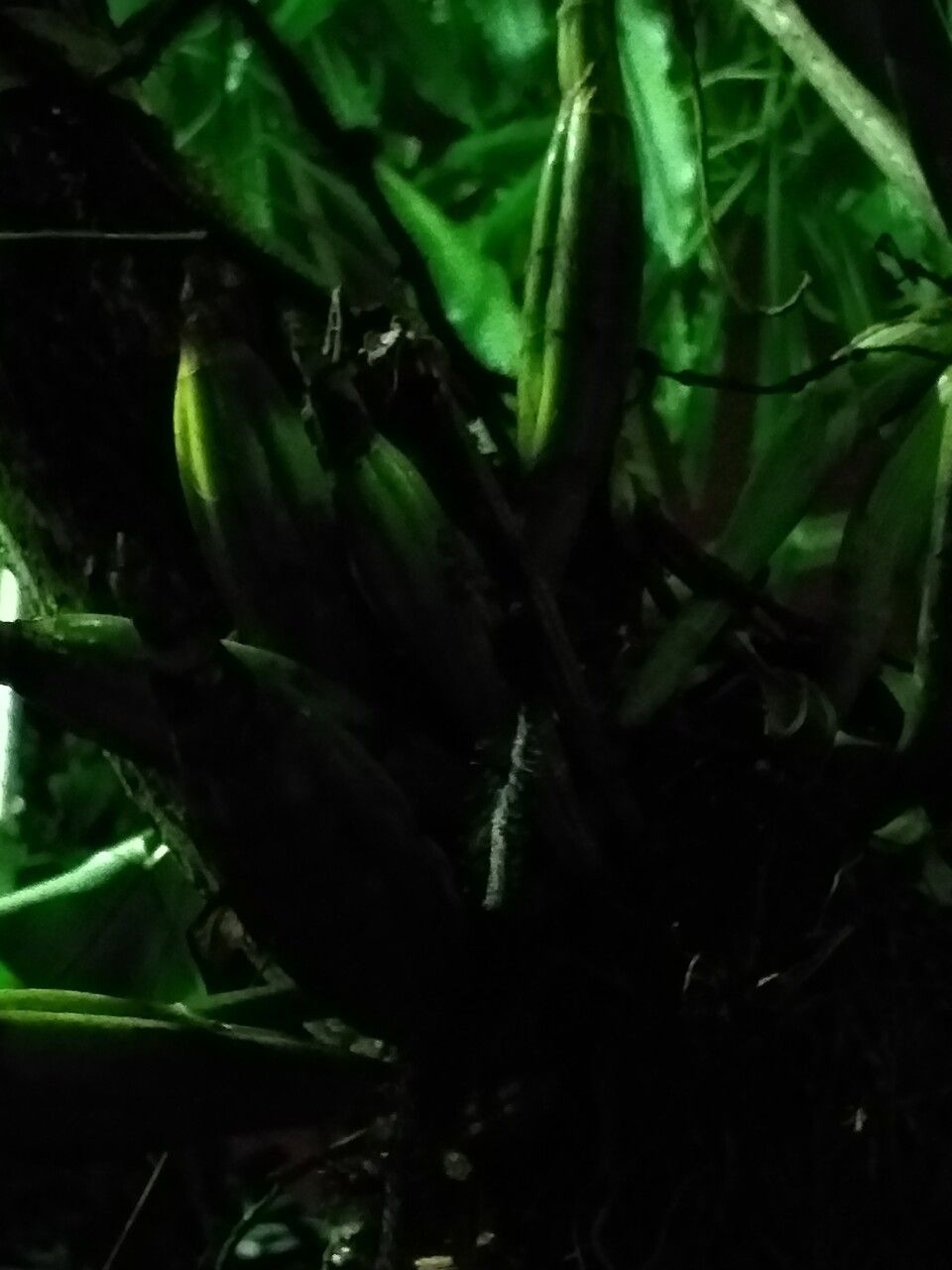 Hydnophytum formicarum — search result for 'Singapore'