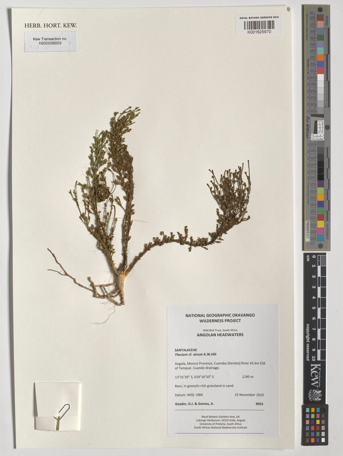 Thesium atrum — related species from the same genus