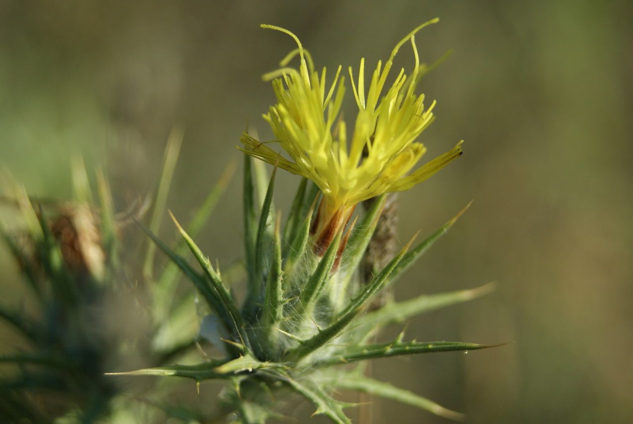 Centaurea melitensis flower