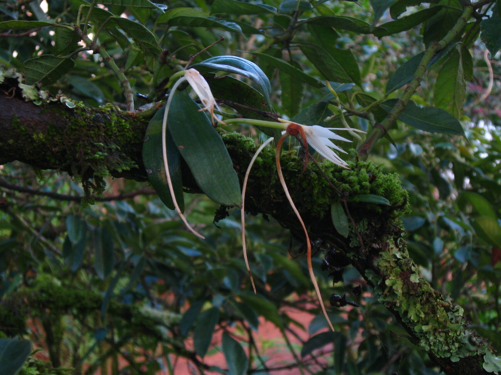 Aerangis gravenreuthii leaf