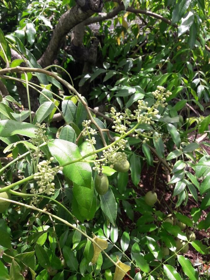 Spondias dulcis flower