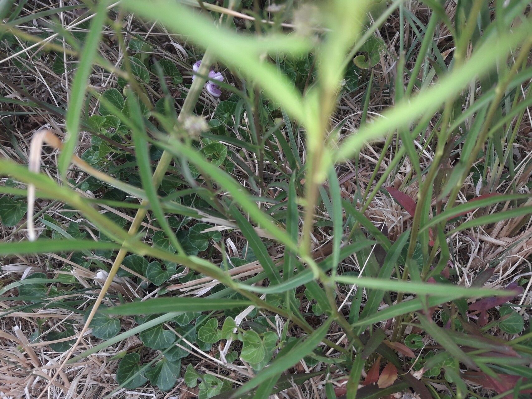 Lepidium africanum leaf