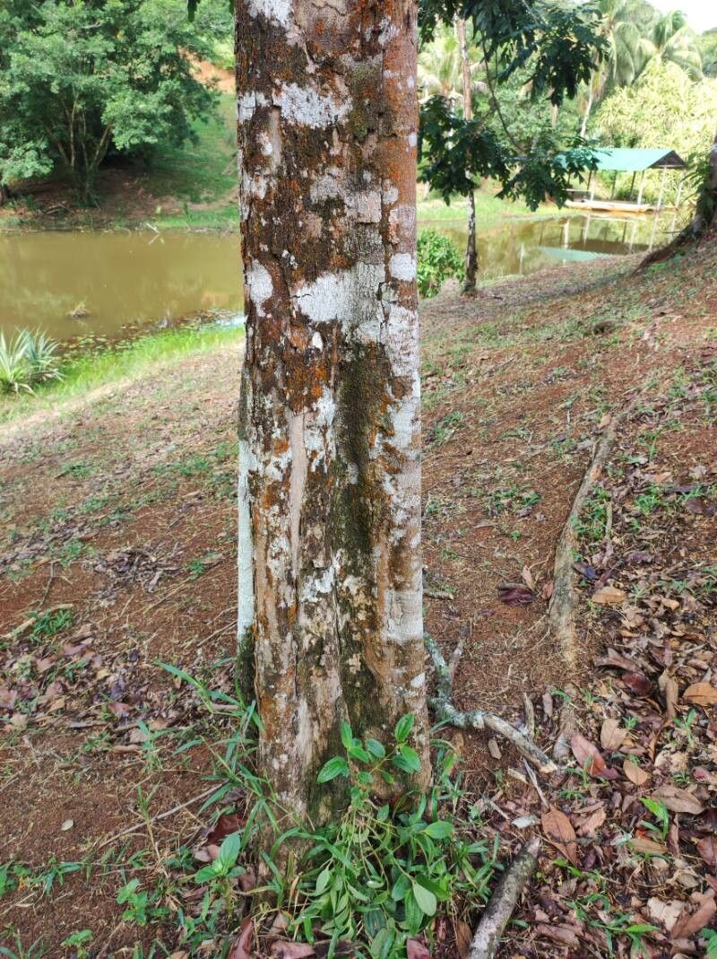 Swartzia maquenqueana bark