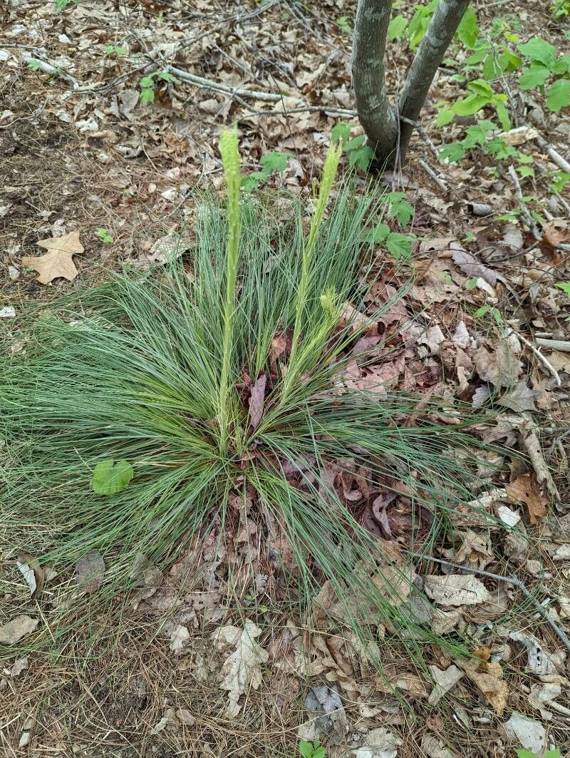 Xerophyllum tenax leaf