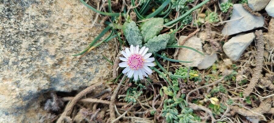 Senecio varicosus — houseplant care guide