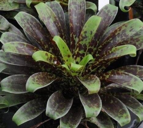 Tillandsia biflora — houseplant care guide