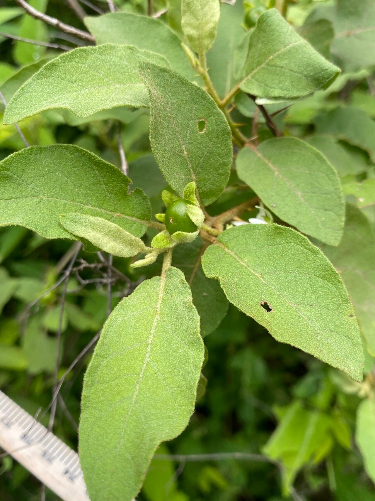 Solanum dasyanthum leaf