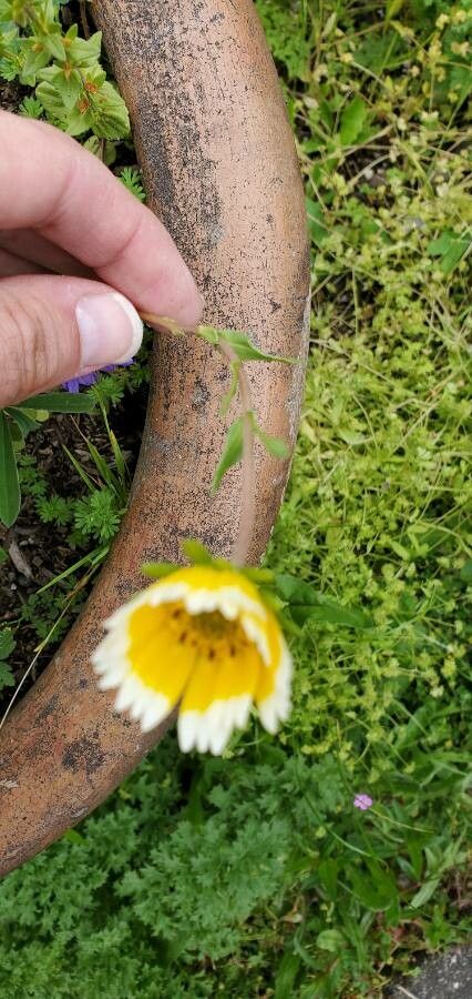 Layia fremontii habit