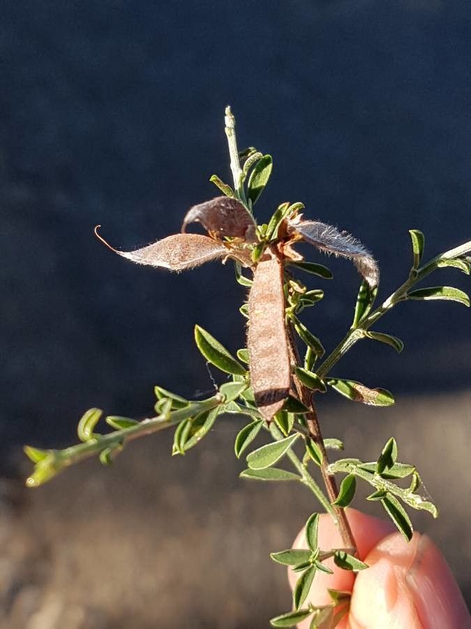 Genista pilosa fruit