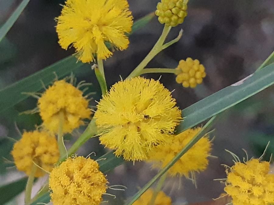 Acacia pycnantha flower