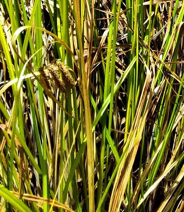 Carex fascicularis — houseplant care guide