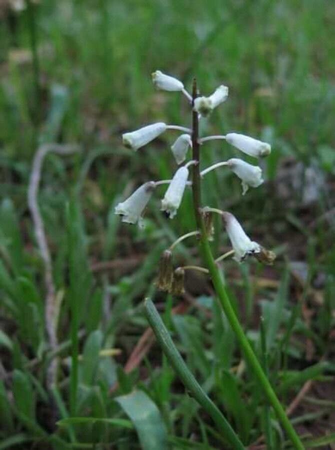 Bellevalia flexuosa flower