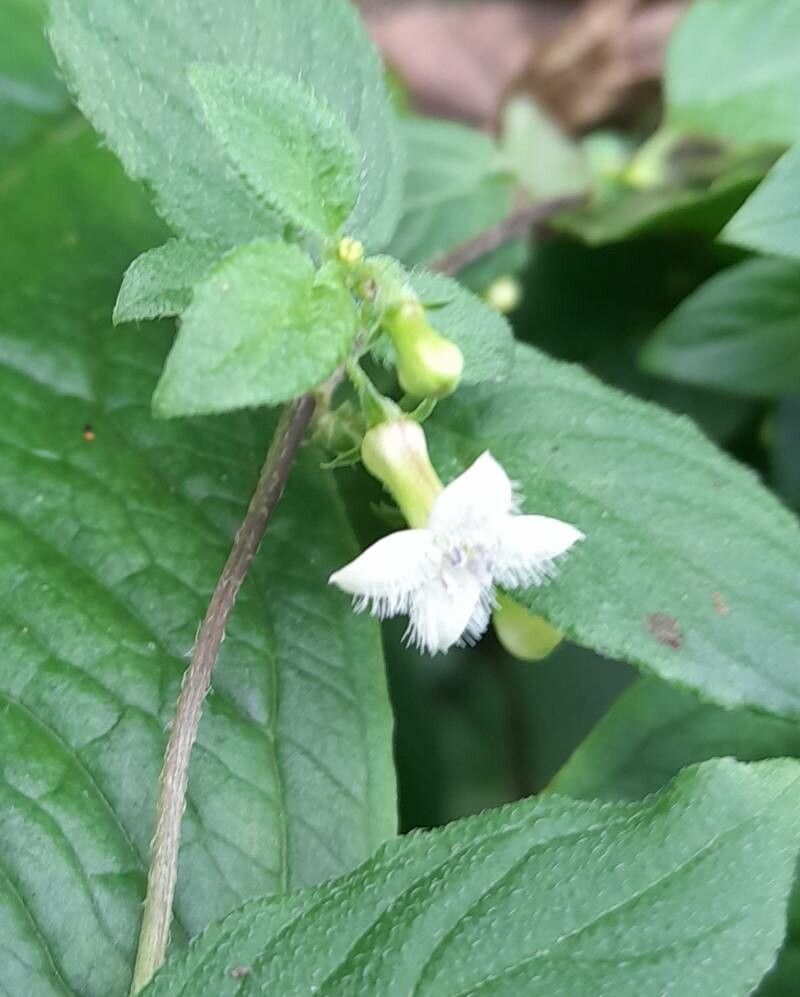 Manettia jorgensenii flower