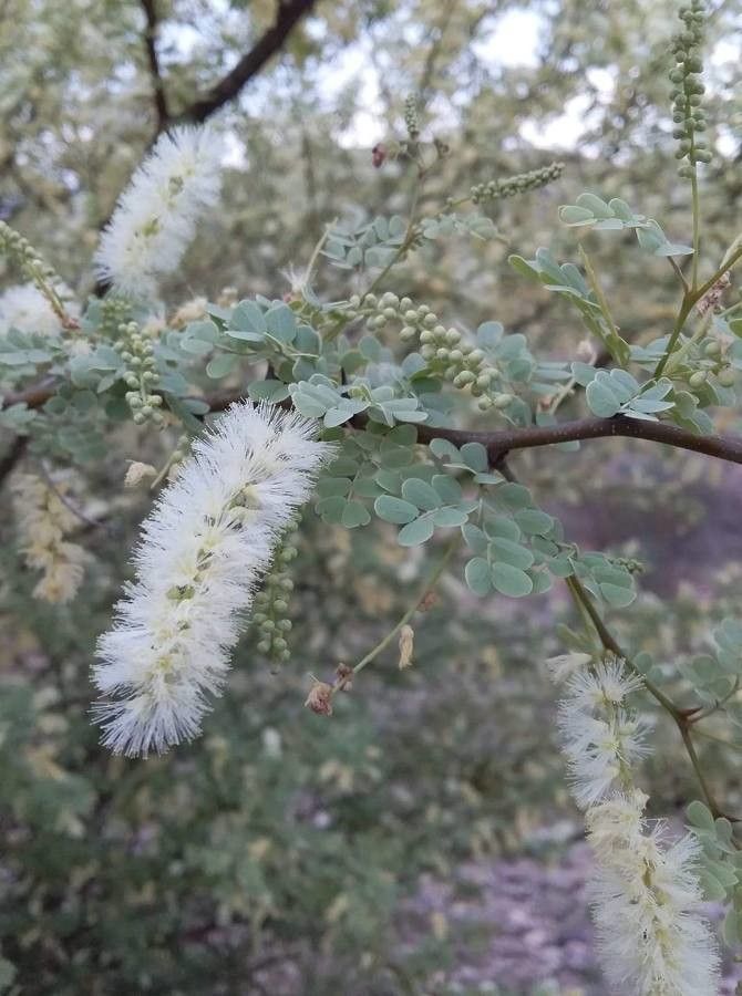 Senegalia modesta flower
